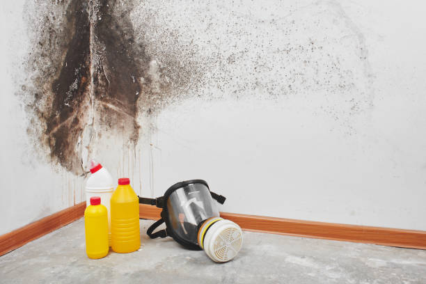 Best Emergency Mold Removal  in Marillo, CA