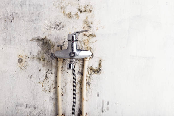 Best Mold Removal Company Near Me  in Marillo, CA