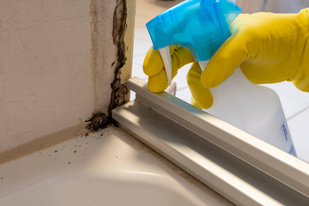 Best Certified Mold Removal  in Marillo, CA