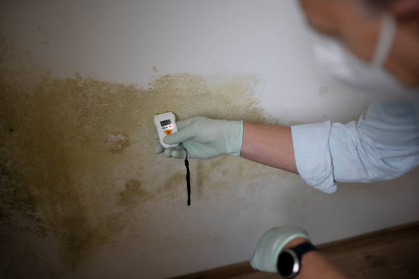 Best Commercial Mold Removal  in Marillo, CA
