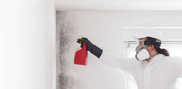 Certified Mold Removal in Camarillo, CA