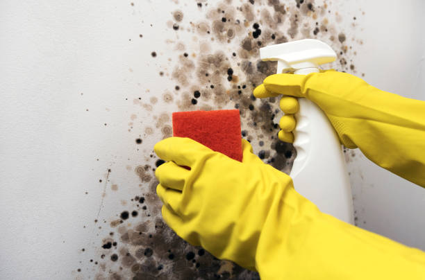 Best Same-Day Mold Removal  in Marillo, CA