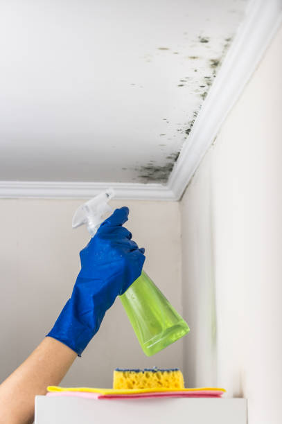 Best Toxic Mold Removal  in Marillo, CA