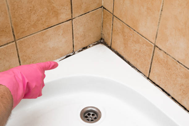 Best Black Mold Removal  in Marillo, CA